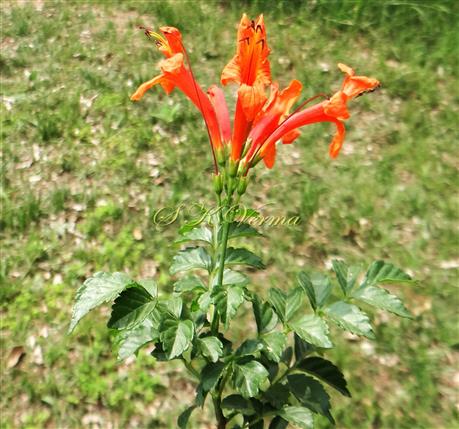   Inflorescence